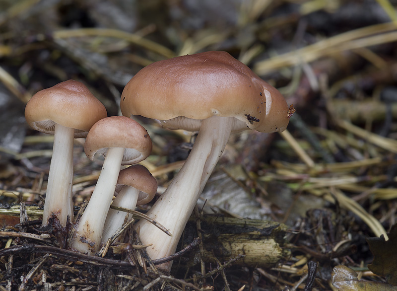 Rhodocollybia prolixa var. distorta